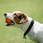 The First 8 Essential Dog Training Commands