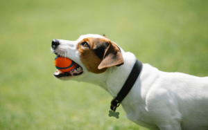 Read more about the article The First 8 Essential Dog Training Commands