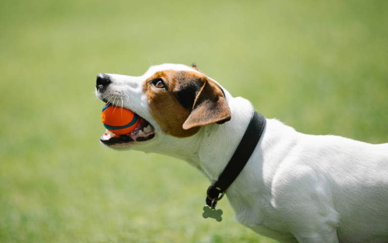The First 8 Essential Dog Training Commands