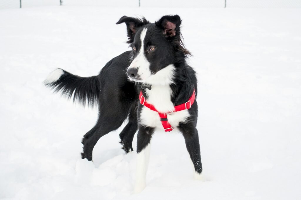 Dog Breeds Border Collie