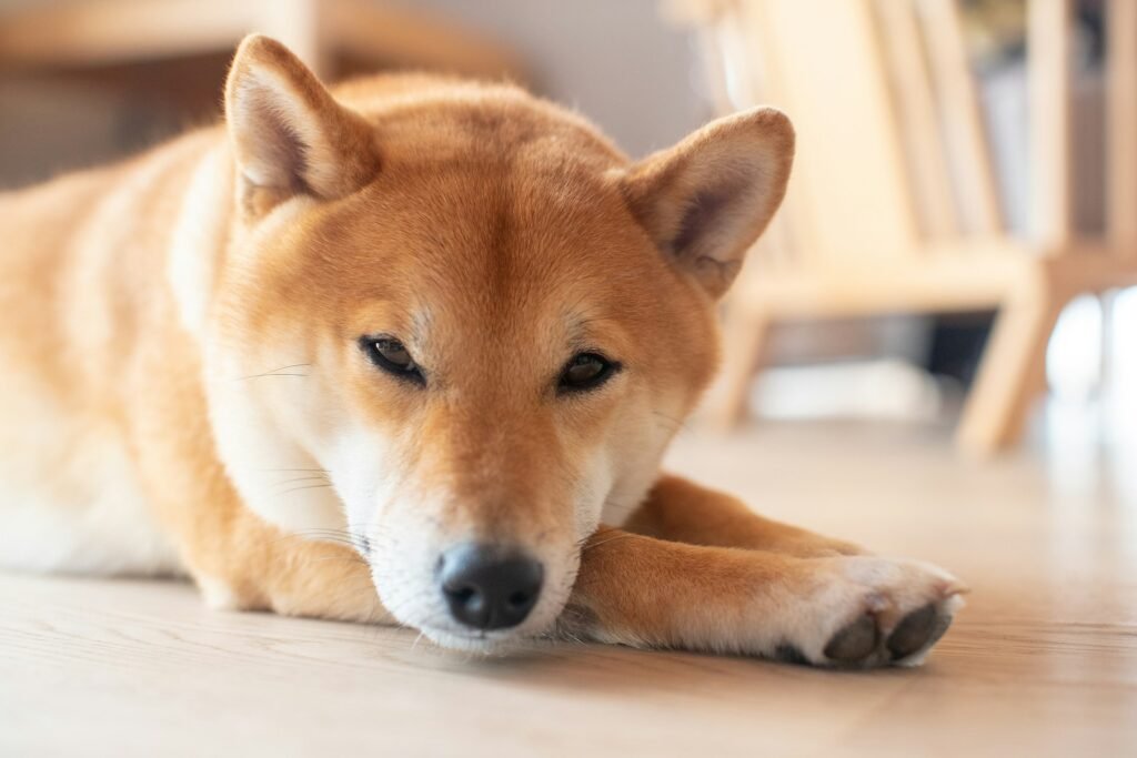 Dog Breeds Shiba Inu