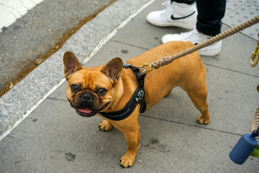 Dog Breeds French Bulldog