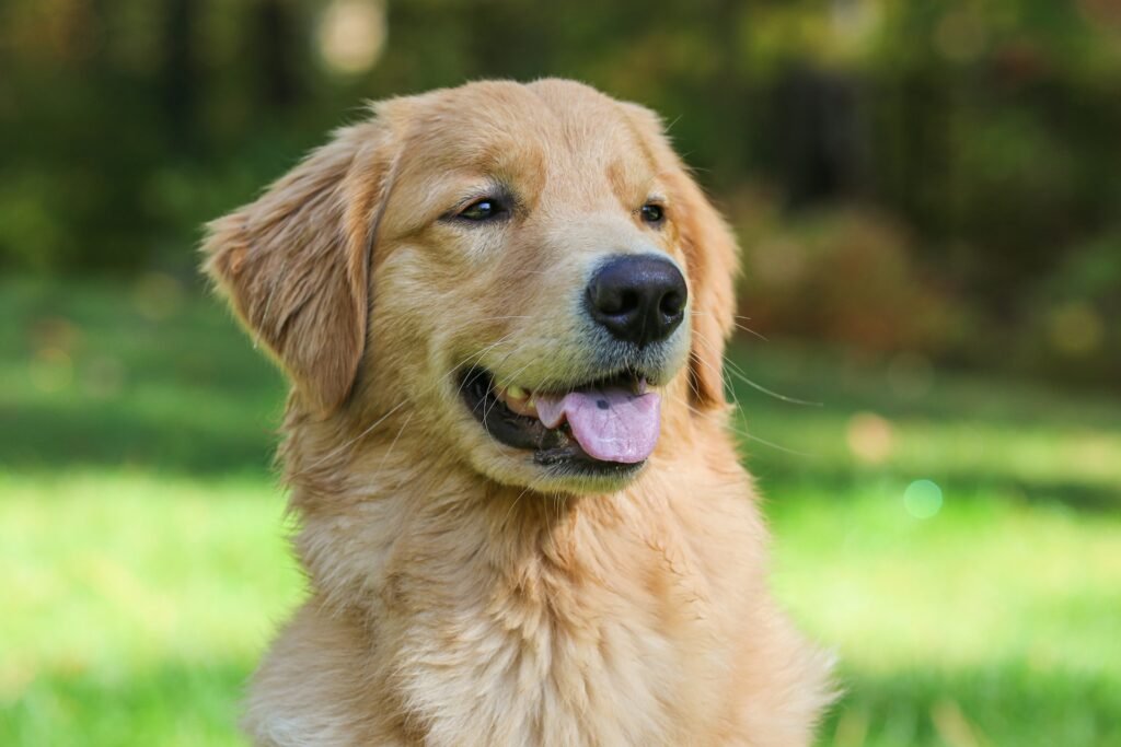 Dog Breeds Golden Retriever