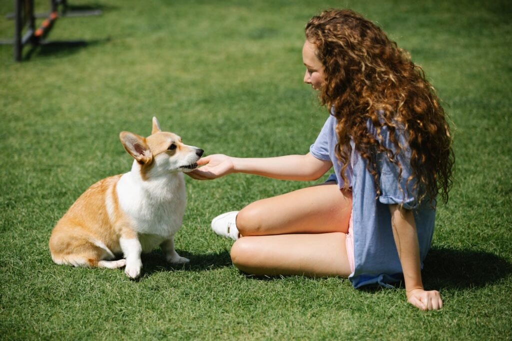 Dog Training Sit