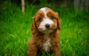 Read more about the article New Puppy Must Have Items