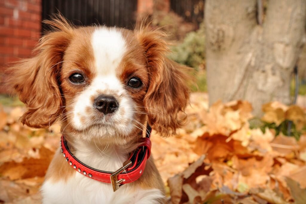 New Puppy: Collar Leash