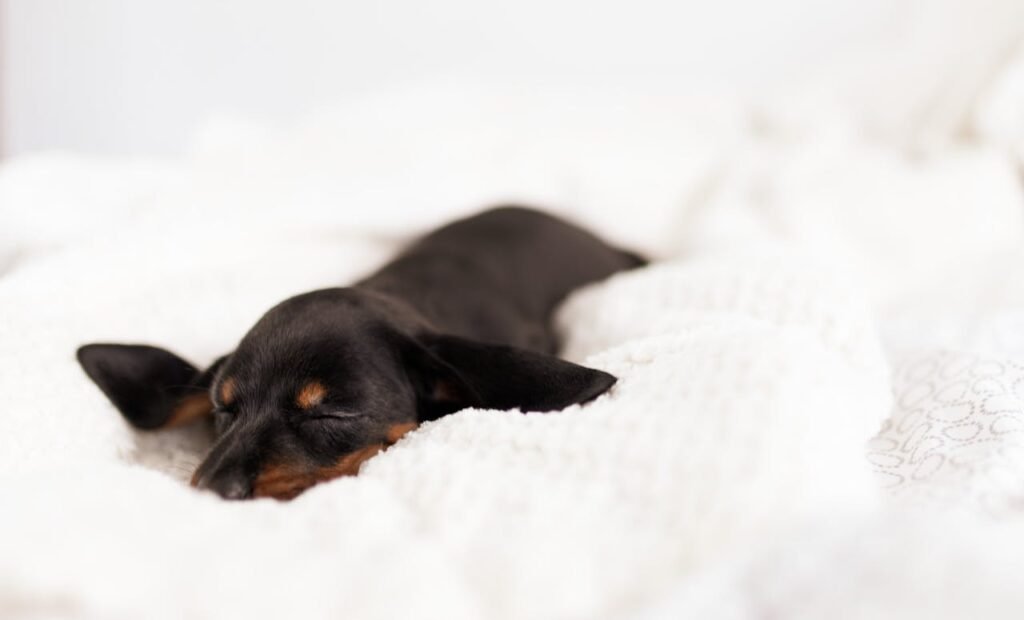 New Puppy: Bed Crate