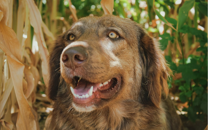 You are currently viewing Should You Brush Your Dog’s Teeth?